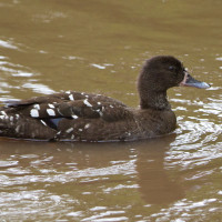 African Black Duck